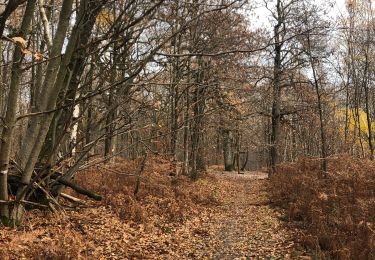 Randonnée Marche Saint-Nom-la-Bretèche - Forêt de marly  - Photo