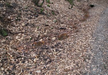 Excursión A pie Heigenbrücken - Roter Schmetterling, Rundwanderweg Sailauf - Photo