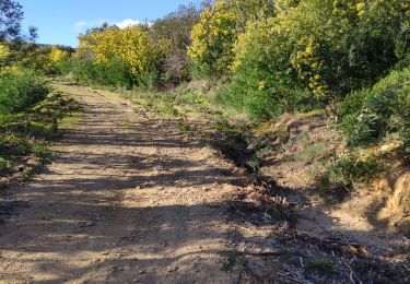 Tocht Te voet Roquebrune-sur-Argens - z les bois de Roquebrune 11-02-20 - Photo