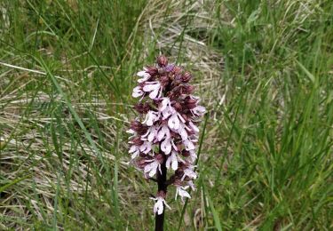 Tour Wandern Vauchassis - Rando club 5 mai 2022 - Photo