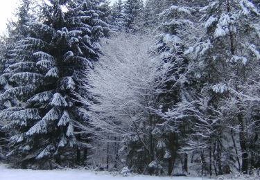 Randonnée A pied Bad Dürkheim - Rundwanderweg 3 Wolfental - Photo