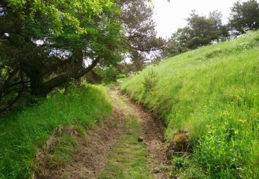 Trail Walking Ségur-les-Villas - Cantal - La gazelle - lac Du Jolan - 11km 270m 3h30 - 2019 06 24 - Photo