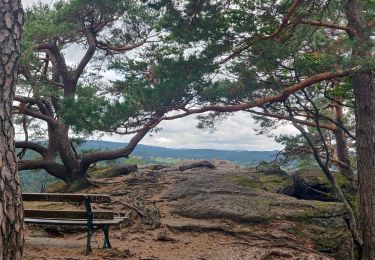 Excursión Senderismo Reinhardsmunster - 2019-08-15 Marche Schaerferplatz Geissfels Ochsenstein - Photo