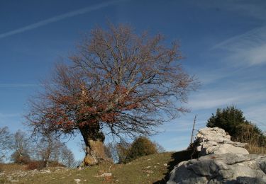 Percorso A piedi Brentonico - Sentiero attrezzato delle vipere - Photo