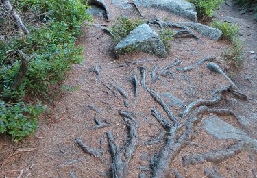 Trail Walking Orbey - Lac noir lac blanc  - Photo