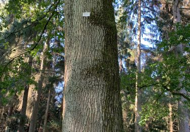 Tocht Stappen Tervuren - Arboretum tra Nuovo e Vecchio mondo (castanea dentata) - Photo