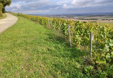 Tocht Stappen Montgueux - Montgueux - Photo