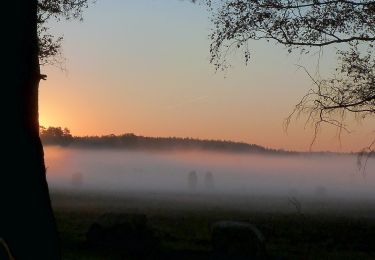 Tour Zu Fuß Südheide - Südheide 'Im Reich der Heidschnucken' W10m (mittlere Tour) = Heidepanoramaweg - Photo