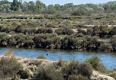 Trail Electric bike Aigues-Mortes - Grau du roi - Photo