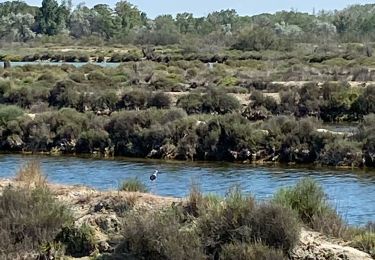 Tour Elektrofahrrad Aigues-Mortes - Grau du roi - Photo