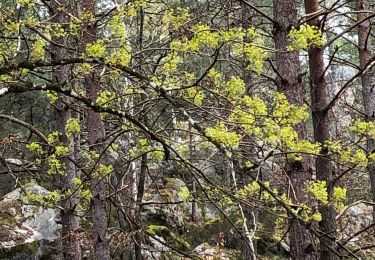 Tocht Stappen Arbonne-la-Forêt - La Feuillardiere - Photo