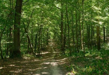 Randonnée A pied Dourdan - FR-balisage orange en forêt de Dourdan à rattacher aux bons itinéraires - Photo