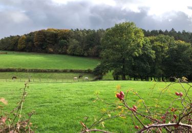 Tocht Stappen Jalhay - Petite randonnée boisée à Tiège - Photo