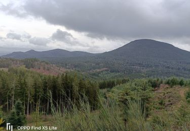 Trail Walking Bourg-Bruche - sapin de noël belle  - Photo