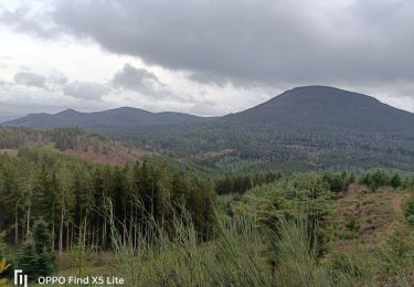 Trail Walking Bourg-Bruche - sapin de noël belle  - Photo