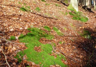 Randonnée A pied Kirchheim an der Weinstraße - Leininger Klosterweg - Photo