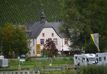 Tour Zu Fuß Graach an der Mosel - Himmelreich Wanderweg - Photo