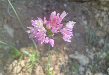 Trail Walking Lunas - Les pins de Lunas - Photo