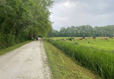 Trail Walking Dax - 2023-05-24 TOUR COMPLET DU BOID DE BOULOGNE  - Photo