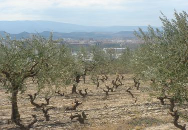 Trail Walking Los Arcos - Camino Francés - Etp7 - Los Arcos - Logroño - Photo