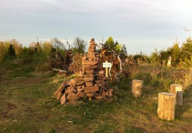 Tour Zu Fuß Haurain - Blauer Pilz Rundwanderweg, Bayerische Schanz - Photo