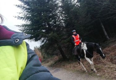 Tocht Paardrijden Métairies-Saint-Quirin - rond pré tivio vispa pepito - Photo