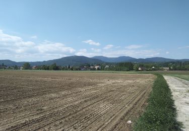 Tour Wandern Sentheim - Ils sont de retour... - Photo