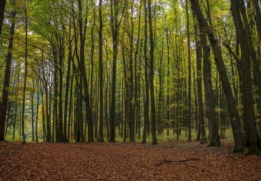 Randonnée A pied Happurg - Happurg E.ON Bayern-Trail 1 - Photo