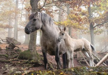 Tocht Te voet Cleebronn - Z2 Berg. Wald. Wolf. - Wanderdreiklang Cleebronn - Photo