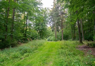 Trail On foot Lichtenau - Blankenrode Rundweg A2 - Photo