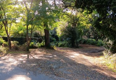 Tour Wandern Rivedoux-Plage - Île de Ré Bois fleuri et mer - Photo