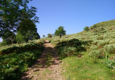 Excursión Senderismo Laveissière - Cantal - Cheyrouze (Laveissière) - Puy de Seycheuse - 14.8km 600m 5h35 - 2019 06 30 - Photo