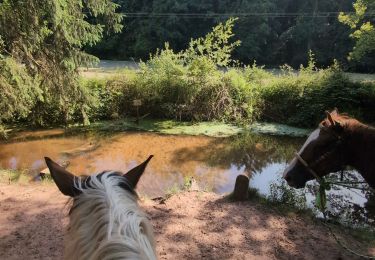 Percorso Equitazione Ingwiller - Balade - Longueur de trot et de galop - Rivière  - Photo