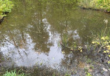 Tour Wandern Bucey-en-Othe - Forêts Bucey en Othe - Photo