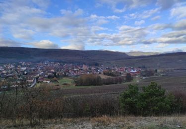 Excursión Senderismo Westhalten - Westhalten Bollenberg - Photo