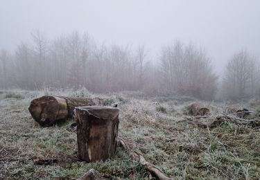 Trail Walking Septvaux - parcours prêt de septvaux  - Photo