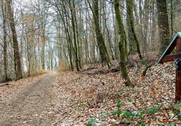 Trail On foot Nalbach - Litermont-Gipfeltour - Photo