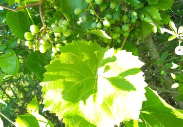 Randonnée Vélo électrique Auxerre - Auxerre - Vigne canal - Jussy - Photo