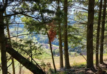 Tocht Stappen Sainte-Marie-aux-Mines - Robinot2 - Photo