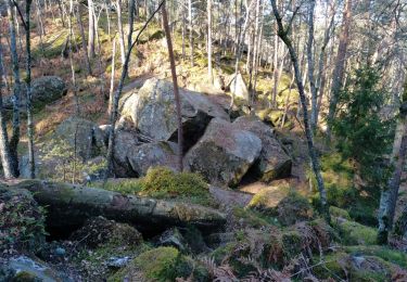 Tour Wandern Fontainebleau - viennes carosses - Photo