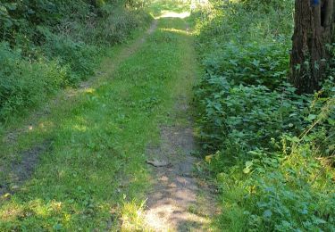 Trail Walking Châteldon - Chevrettes - Photo