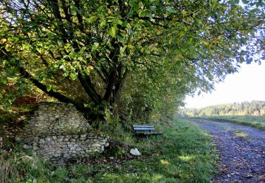 Percorso A piedi Glashüttener Forst - Glashütten Höhen-Rundweg - Photo