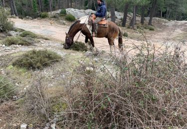 Trail Horseback riding Zonza - Ospedale - Photo