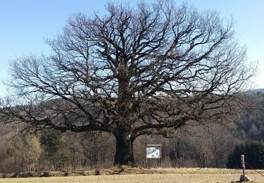 Percorso A piedi Sieggraben - Naturwanderweg 3 (Sieggraben - Brentenriegel) - Photo