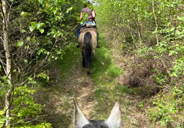 Trail Horseback riding Bastogne - La Strange - Photo