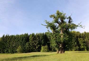 Excursión A pie Gratwein-Straßengel - Wanderweg 11a, Gsollerkogelweg - Photo