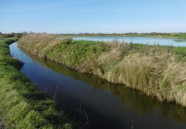 Trail Walking Merville-Franceville-Plage - Boucle entre plage et marais - Photo