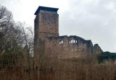 Tour Zu Fuß Neckarsteinach - Rundwanderweg Neckarsteinach Unter den 4 Burgen 3: Ochsenkopf-Weg - Photo