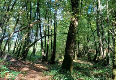 Trail Walking Sivry-Rance - Bois de Blagnies, Blagnies, bois de Rance, Ry Fromont, retour par Blagnies et son bois.  - Photo