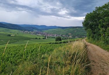 Tocht Stappen Orschwihr - Rando Retrouvailles 06/07/2024 - Photo